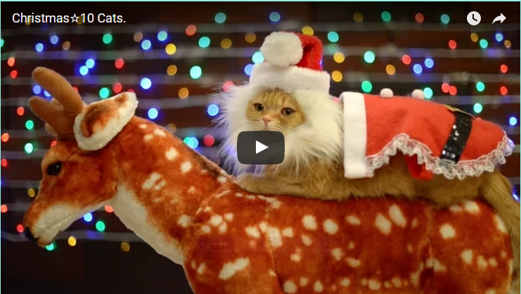 Do Kitties Enjoy Christmas? Here Is The Answer :). 